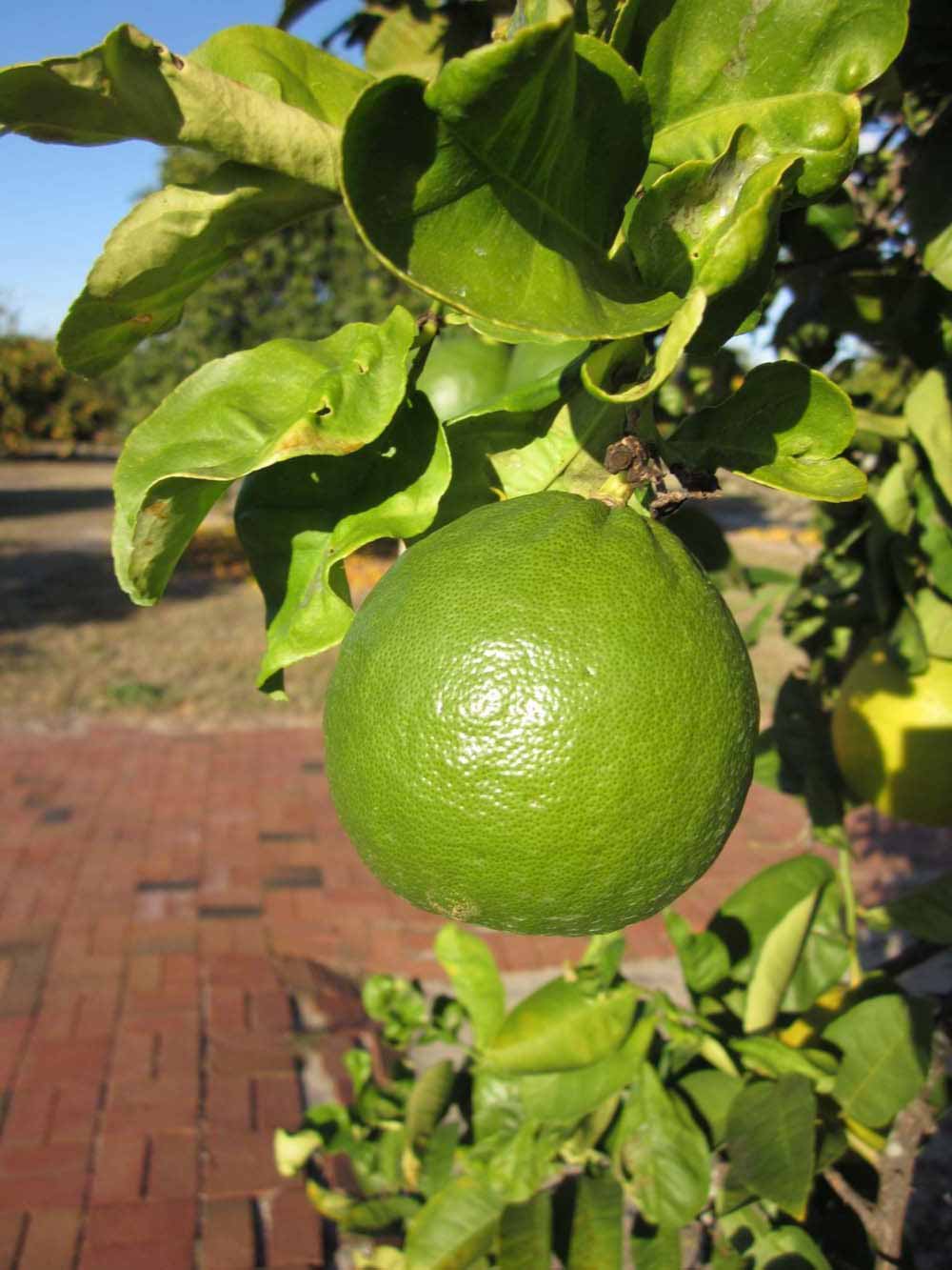            Immature fruit (Winter Haven, FL)   